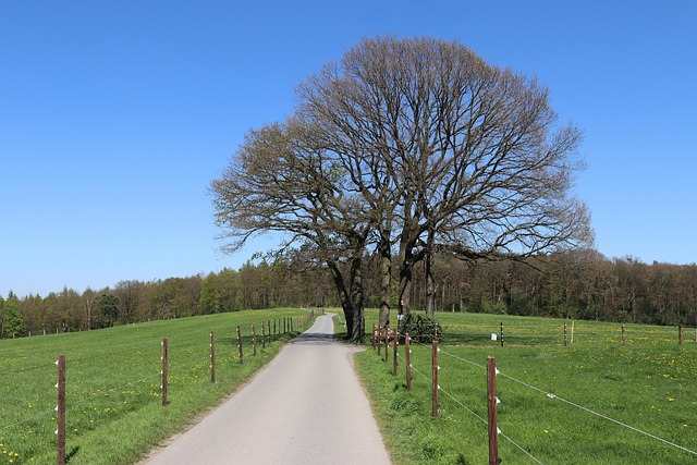 Free Path Trees photo and picture