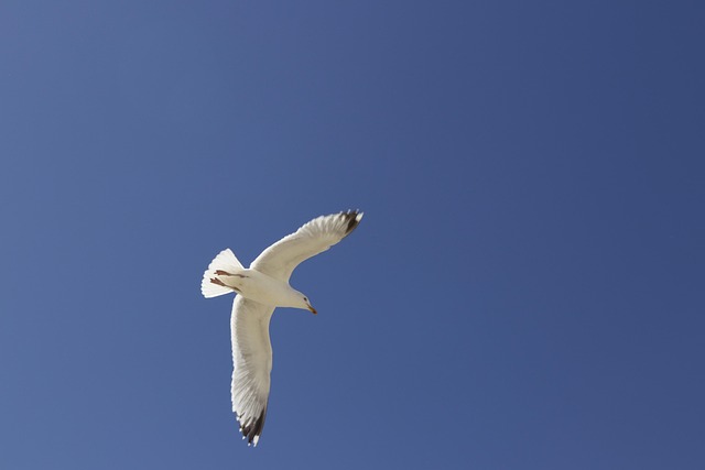 Free Black-Headed Gull Seagull photo and picture