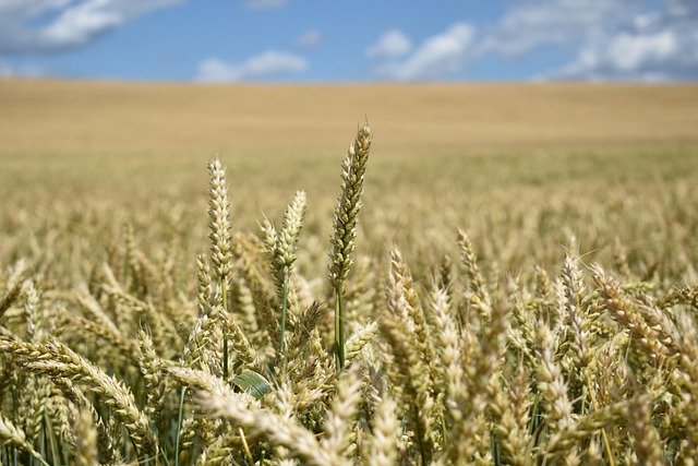 Feld, Russkoje Pole, Ernte, Russland