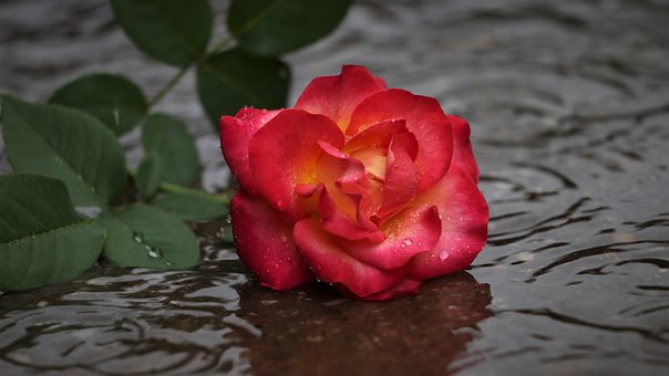 0以上の無料失恋 離婚画像 Pixabay