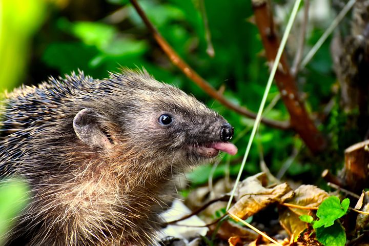  Foto zu 800+ kostenlose Igel und Tier-Bilder - Pixabay 
