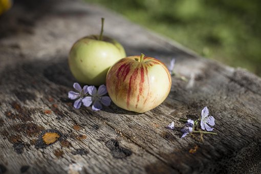 Apfel, Stillleben, Das Obst, Garten