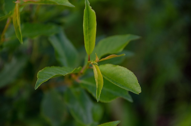 Free Branch Cherry photo and picture