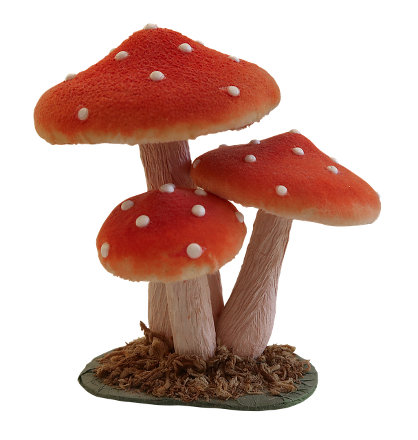 Free Mushroom Toadstool photo and picture