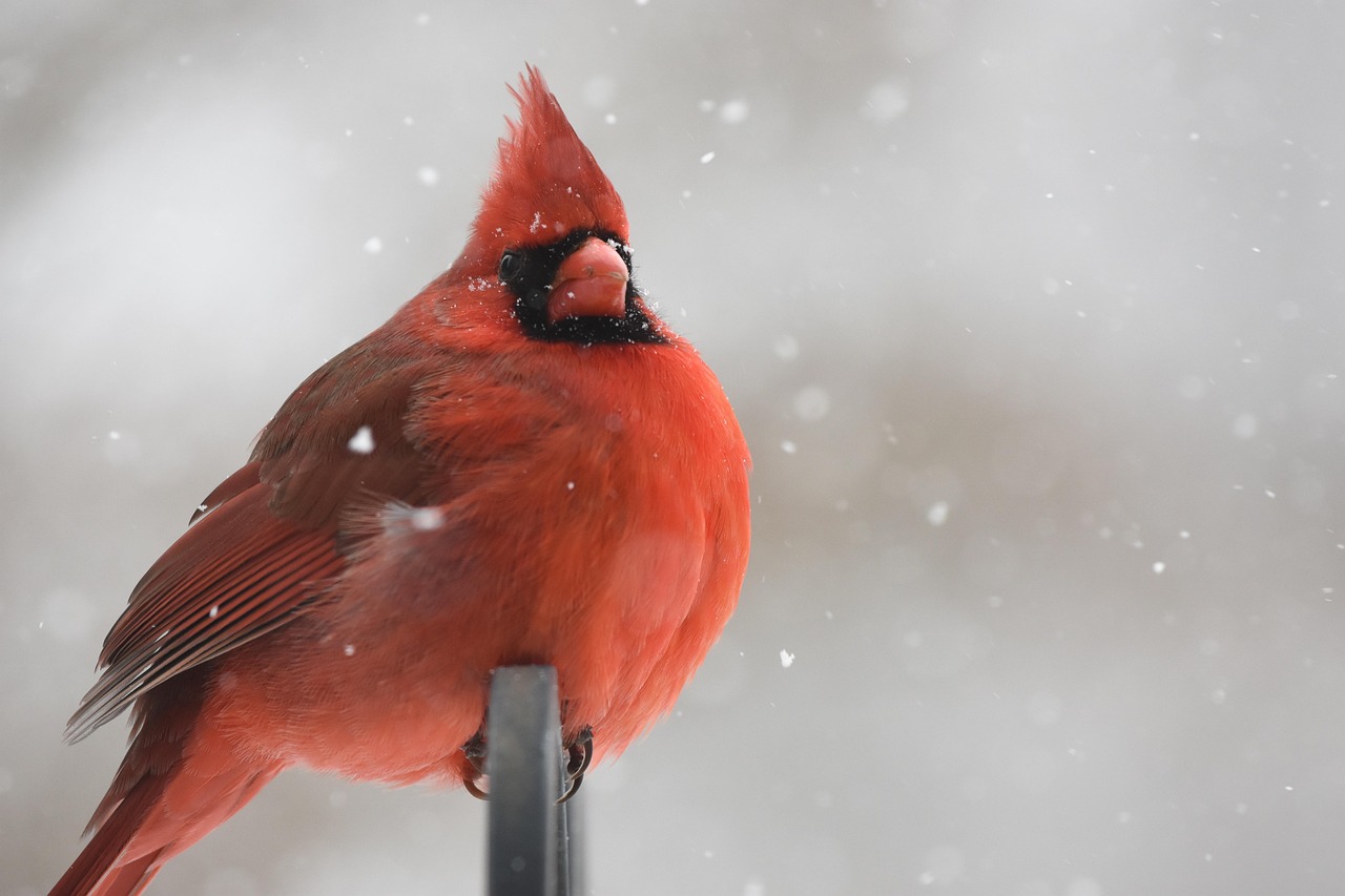 100 000 Free Winter Cardinal Cardinal Images Pixabay Nature 4323645 1280