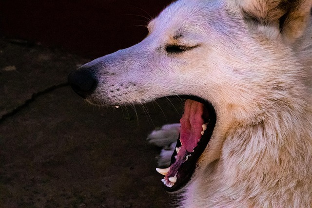 Free Wolf Animal photo and picture