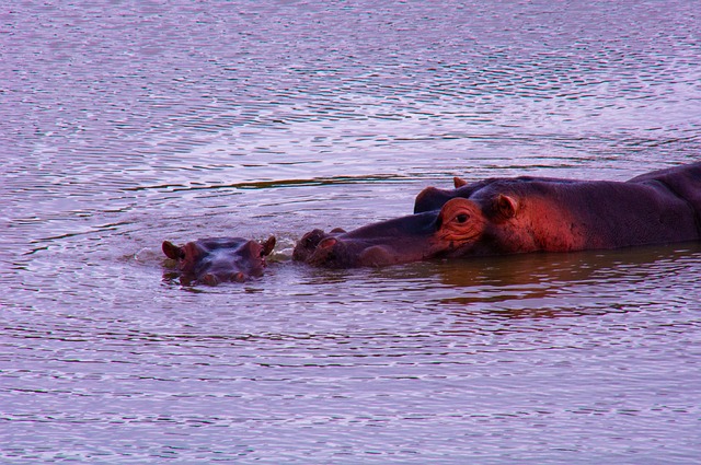 Free Hippopotamus Wild photo and picture