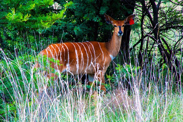 Free Kudu Buck photo and picture