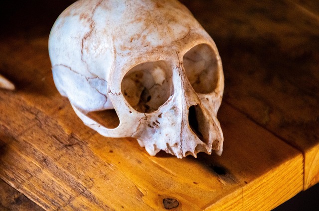 Free Skull Monkey photo and picture