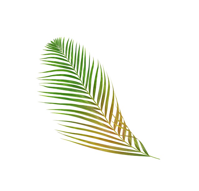 Free palm leaf leaves illustration
