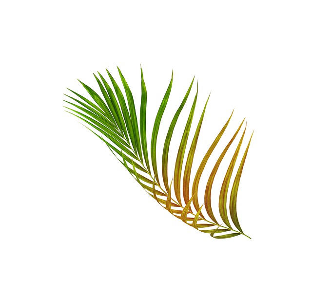 Free palm leaf leaves illustration