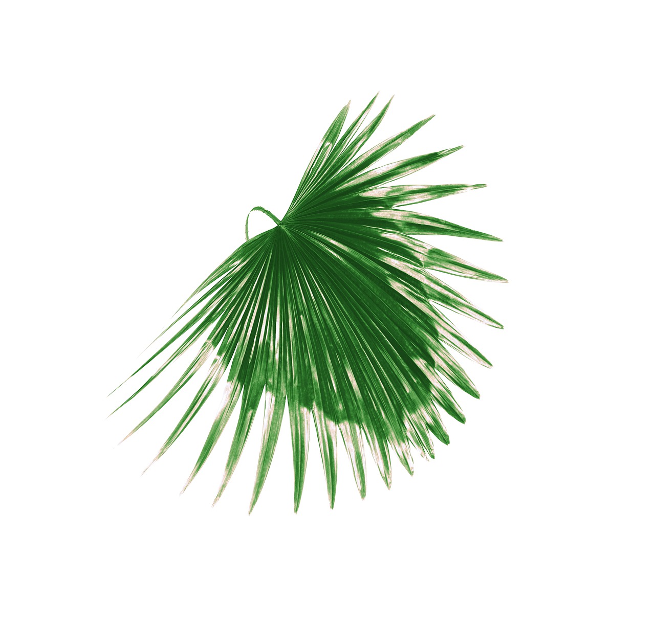 Palme Blatt Blätter