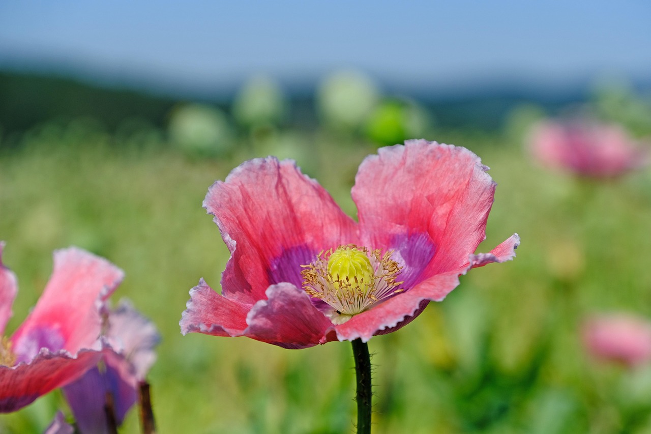 罂粟 紫色 自然 - Pixabay上的免费照片 - Pixabay