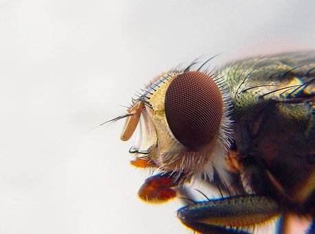 Fliegen, Makrofotografie, Insekten