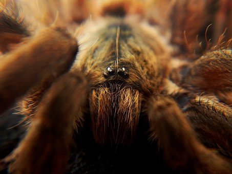 Spinne, Tarantel, Web, Spinnentier