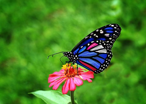 Schmetterling, Zu, Blau, Blume, Feder