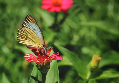 Schmetterling, Zu, Blumentapete