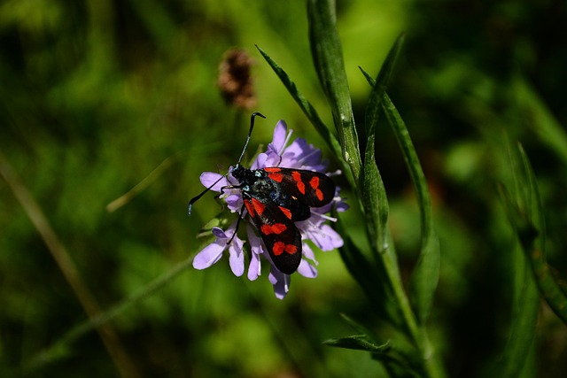 Free Papillion Insect photo and picture