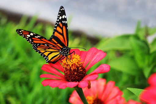 Schmetterling, Feder, Bei, Insekt
