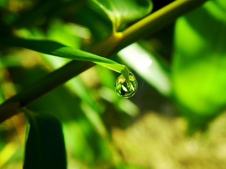 Gicht, Tau, Wassertropfen, Natur, Feder