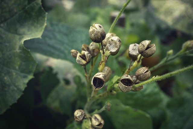 Free Plants Seeds photo and picture
