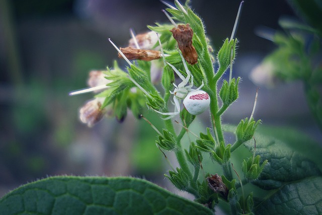 Free Spider Nature photo and picture