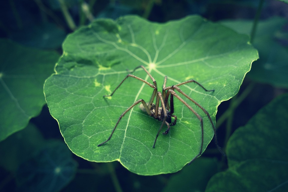 Spider Plants Nasturtium - Free photo on Pixabay - Pixabay