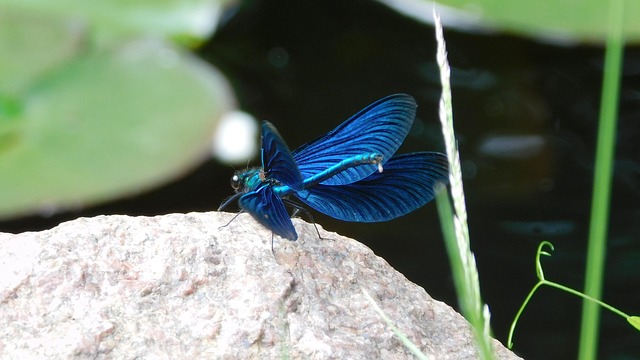 Free Dragon-Fly Insect photo and picture