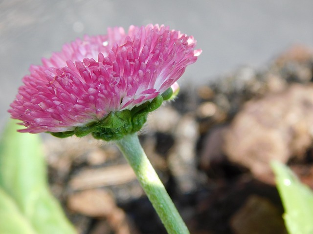 Free Bellis Daisy photo and picture