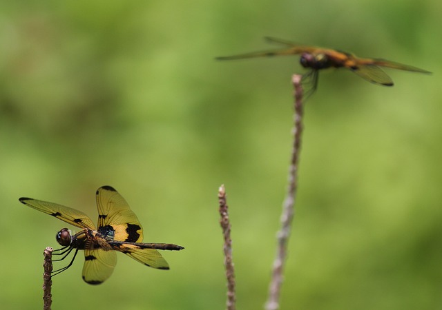 Free Dragon Fly Yellow Dragon Fly photo and picture