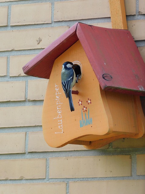 Free Bird House Bird Feeder photo and picture