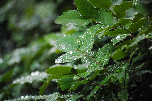 Blatt, Natur, Blätter, Grün, Pflanze
