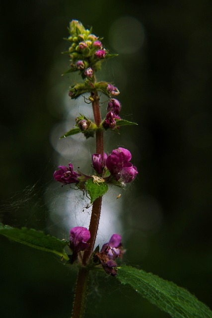 Free Flower Plant photo and picture