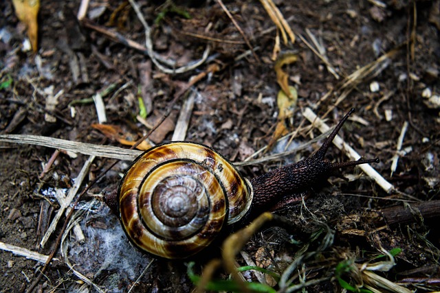 Free Snail Nature photo and picture