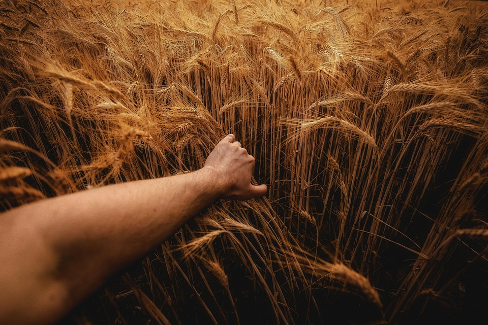 Barley Rye Agriculture - Free photo on Pixabay