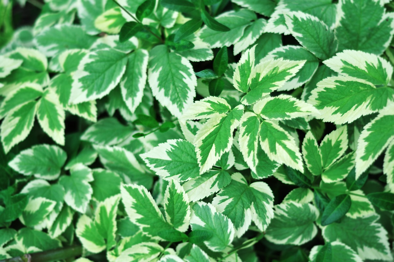feuilles-feuillage-la-nature-photo-gratuite-sur-pixabay-pixabay