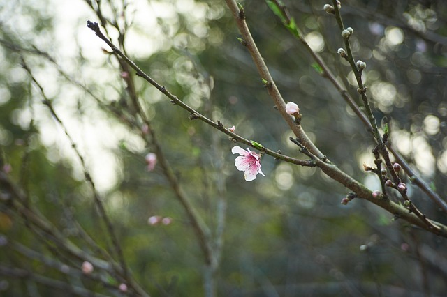 Plante, Blomst Tapet, Natur