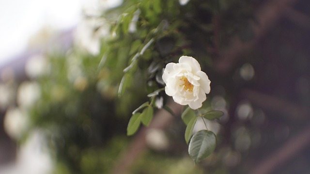 Plante, Blomst, Forår, Have, Natur, Træ