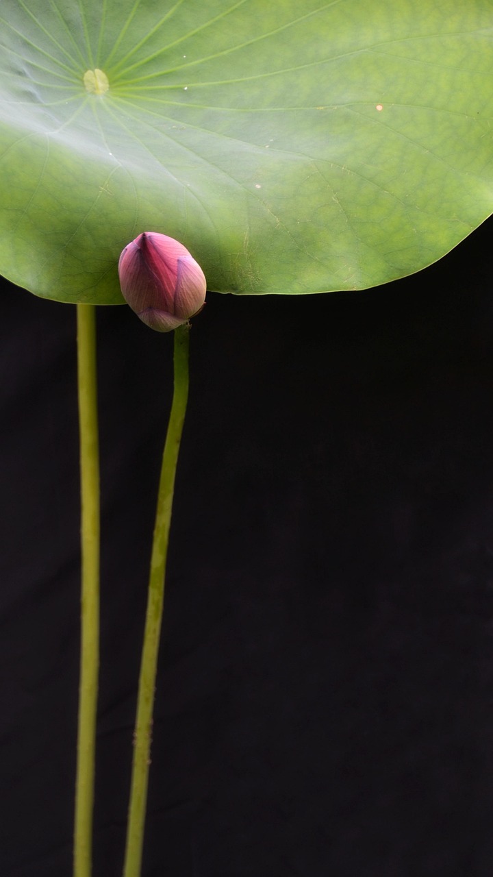 Flower Lotus Zen - Free photo on Pixabay - Pixabay