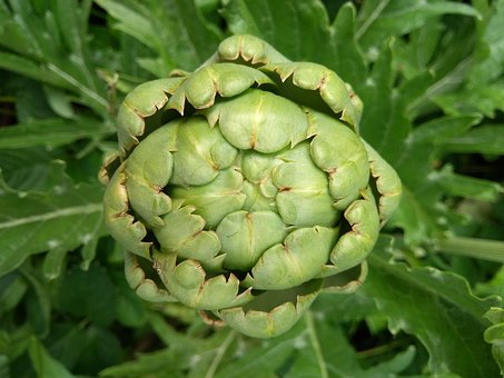 Artischocke, Pflanze, Grün, Bio, Garten