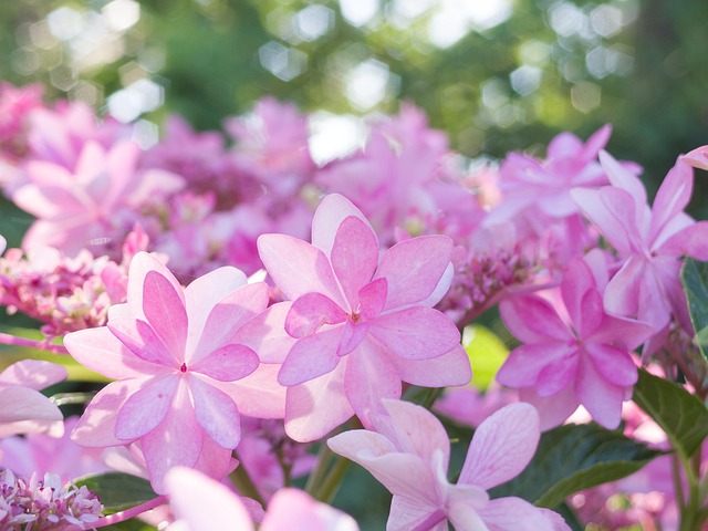 Landskab, Natur, Plant, Blomst Tapet