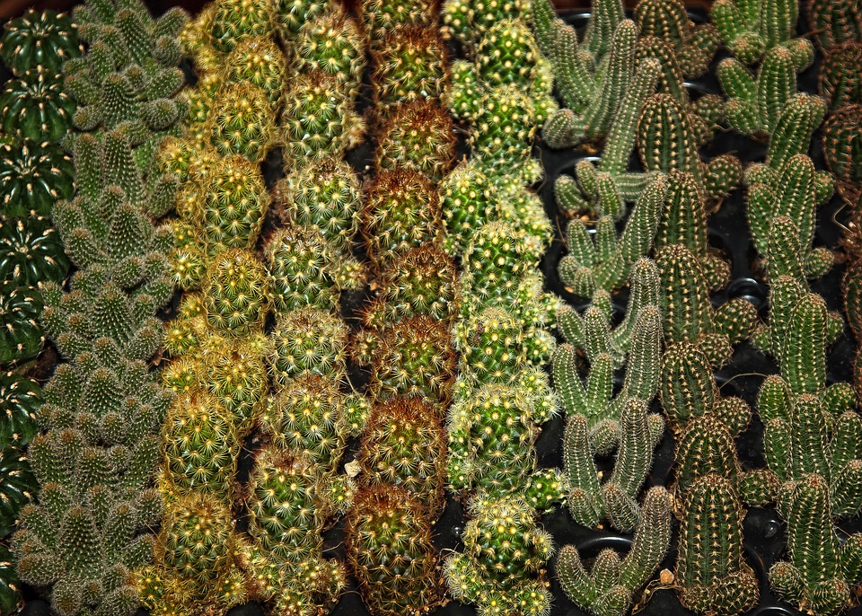 800+ Gambar Flora Kaktus HD Paling Baru 800+ Gambar Flora Kaktus HD Paling Baru