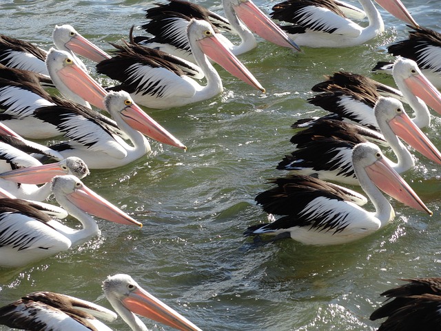 Pelikan, Herde, Tierwelt, Wasser, Vogel