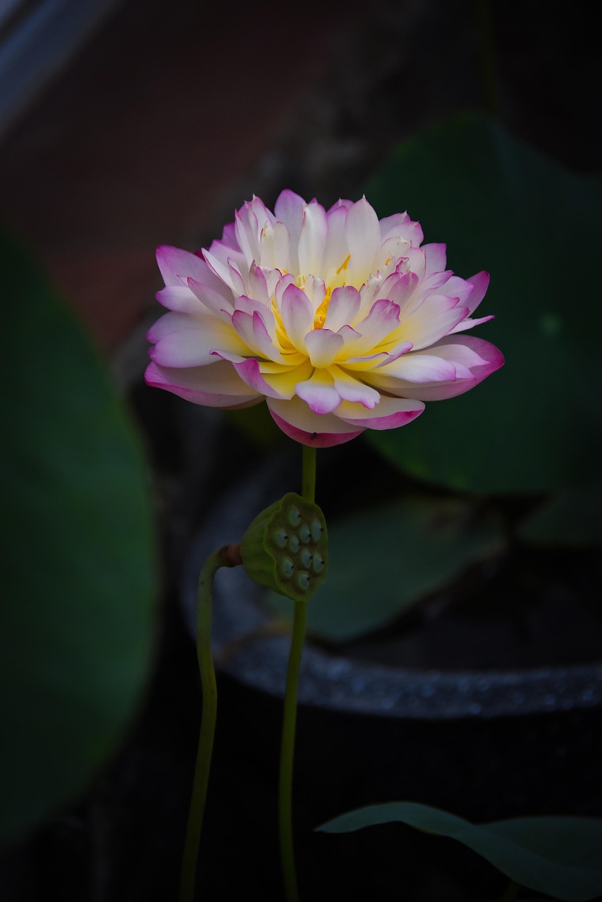 Golden Lotus Frontière Rose Lac - Photo gratuite sur Pixabay - Pixabay
