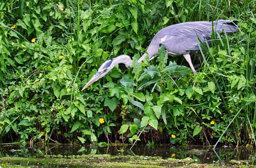 Free Nature Wildlife photo and picture
