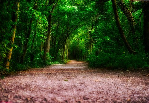 Free Nature Path photo and picture
