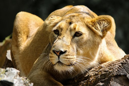 Animal, Predator, Lion, Big Cat