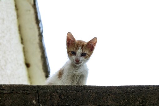 Kat, Dyr, Portræt, Kæledyr, Lille Kat