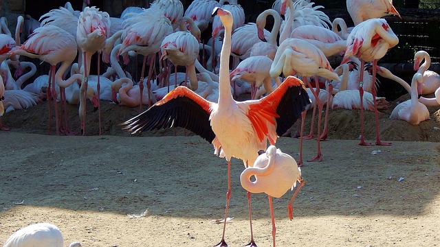 Flamingo, Regra, Jardim Zoológico