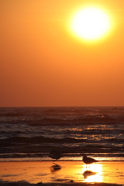 Free Sunset Seagulls photo and picture